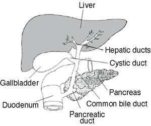 Illustration of the biliary system, showing the liver, gallbladder, pancreas, and the duodenum with the appendant ducts.